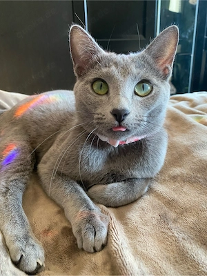 Russisch Blau Kitten aus exklusiver Liebhaberzucht- Abgabe ab Sommer 2026 Bild 3