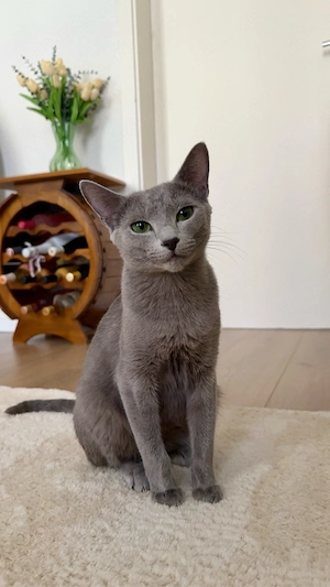 Russisch Blau Kitten aus exklusiver Liebhaberzucht- Abgabe ab Sommer 2026 Bild 2