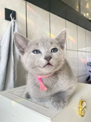 Russisch Blau Kitten aus exklusiver Liebhaberzucht- Abgabe ab Sommer 2026 Bild 6
