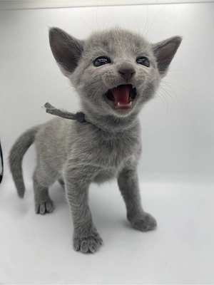 Russisch Blau Kitten aus exklusiver Liebhaberzucht- Abgabe ab Sommer 2026 Bild 5