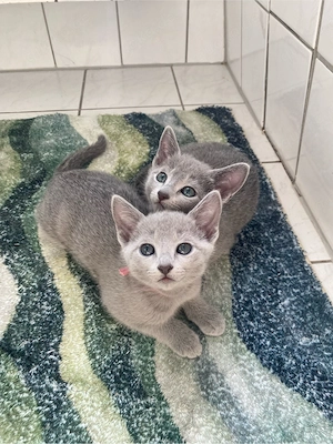 Russisch Blau Kitten aus exklusiver Liebhaberzucht- Abgabe ab Sommer 2026 Bild 10