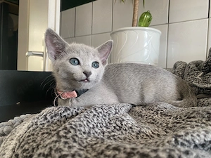 Russisch Blau Kitten aus exklusiver Liebhaberzucht- Abgabe ab Sommer 2026 Bild 4