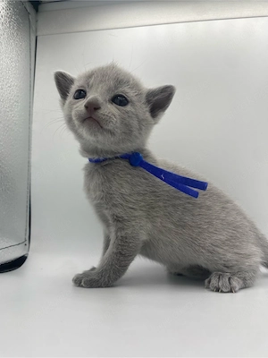 Russisch Blau Kitten aus exklusiver Liebhaberzucht- Abgabe ab Sommer 2026 Bild 8