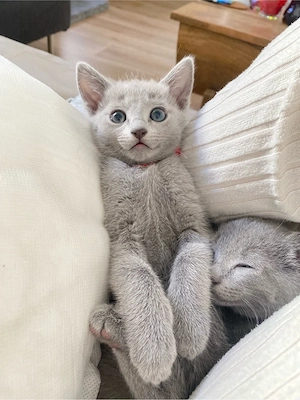 Russisch Blau Kitten aus exklusiver Liebhaberzucht- Abgabe ab Sommer 2026 Bild 7