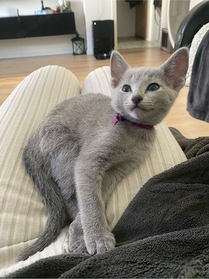 Russisch Blau Kitten aus exklusiver Liebhaberzucht- Abgabe ab Sommer 2026 Bild 9