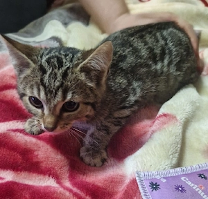 Bengal mit Savannah Bild 3