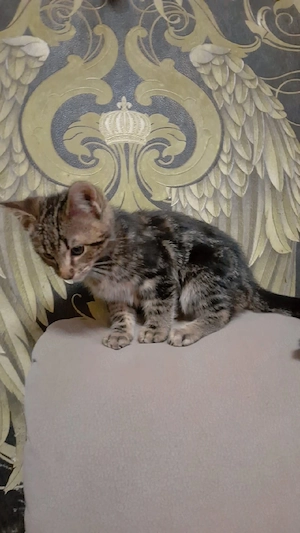 Bengal mit Savannah Bild 4