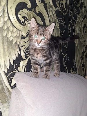 Bengal mit Savannah Bild 7