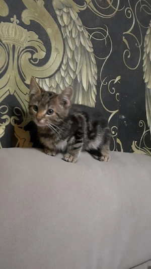 Bengal mit Savannah Bild 5