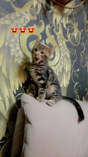 Bengal mit Savannah Bild 6
