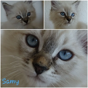 Abholbereit 2 Heilige Birma Kitten Garten Katze + Kater Bild 5