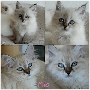 Abholbereit 2 Heilige Birma Kitten Garten Katze + Kater Bild 4