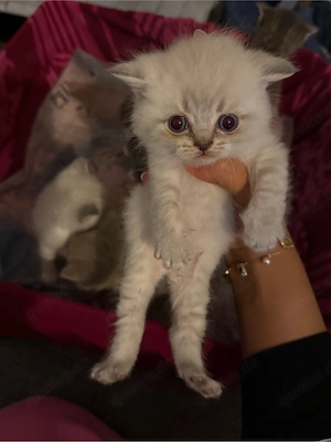 britisch kurzhaar katze  Bild 5