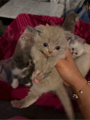britisch kurzhaar katze  Bild 4