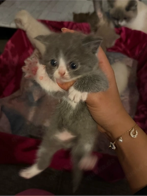 britisch kurzhaar katze  Bild 2