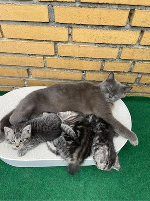 katzenbabys