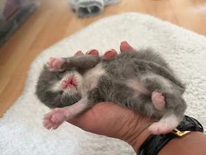 britisch kurzhaar katze  Bild 6