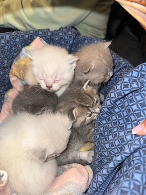 britisch kurzhaar katze  Bild 3
