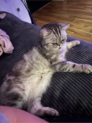 perser kurzhaar katze 