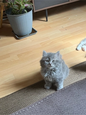 Süßer BKH   Perser Mix Kater in Grau  Sucht ein neues Zuhause!