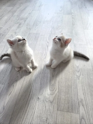 Wunderschöne Kitten suchen ein liebevolles Zuhause   
