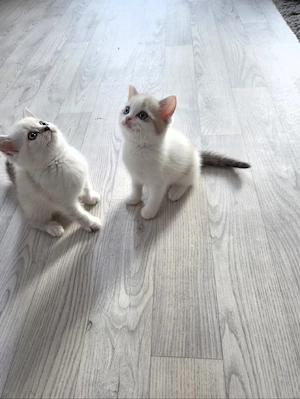 Wunderschöne Kitten suchen ein liebevolles Zuhause   