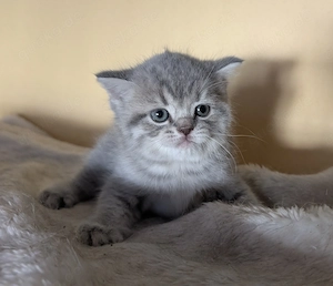 BKH Britisch Kurzhaar Kitten Bild 6