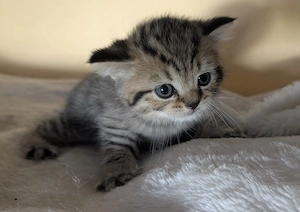 BKH Britisch Kurzhaar Kitten Bild 5