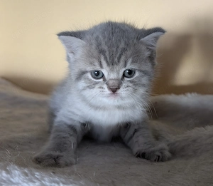 BKH Britisch Kurzhaar Kitten Bild 7