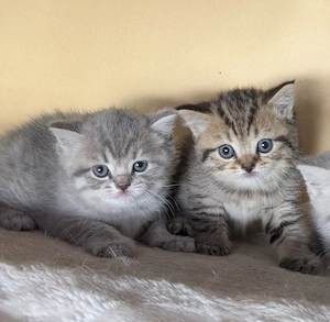 BKH Britisch Kurzhaar Kitten Bild 2