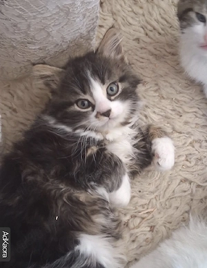 Baby Kätzchen italienische Kurzhaarig  Bild 3