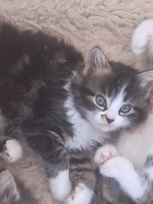 Baby Kätzchen 