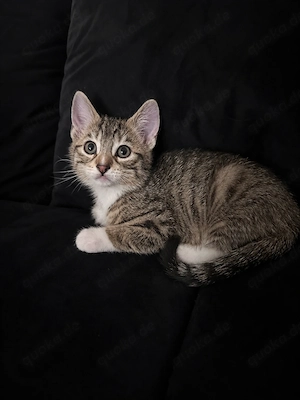 Süßer Kater sucht liebevolles Zuhause 