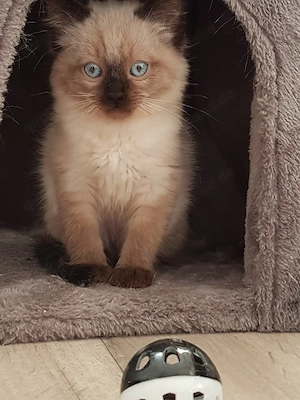 Katzen babys