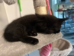 Ragdoll BKH Kitten abzugeben