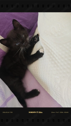 kleine Katze.