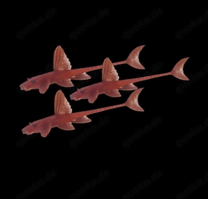 Roter Hexenwels Rineloricaria spec 