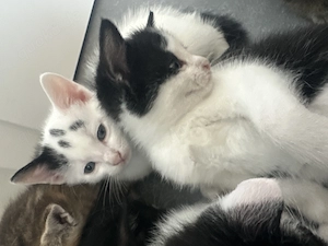 EKH Kitten Katzen schwarz weiß 