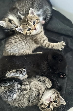 BKH Mix Kitten Katzen 