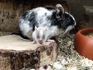 Knuddelige Degu Kids,kunterbunt:schwarz&schoko&sand,Blue-non Schecke suchen ihr Zuhause im Glück!