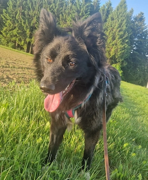 Kara, 2 Jahre, 50 cm, sanft, ruhiges Zuhause
