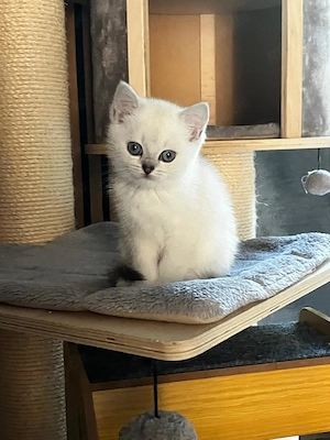 BKH Kitten Auszugsbereit 