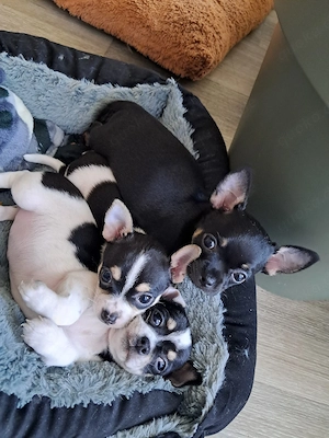 Chihuahua-Welpen 