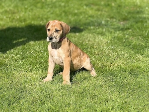 Deutsche Doggen Welpen mit Ahnentafel 