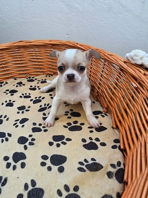 Chihuahua beby