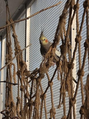 nymphensittich männchen 