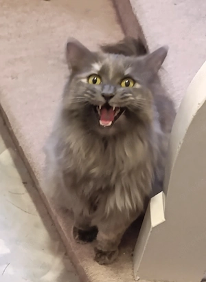 Main Coon Mix Katze (*26.09.2023) 