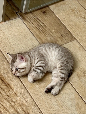 BKH Kitten 