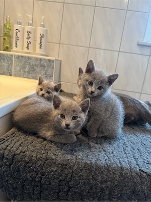 Russische blau kitten