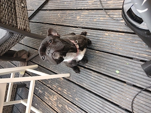 Französische Bulldogge weiblich 1 Jahr alt